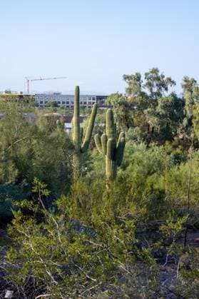A beautiful shot of Desert Botanical Garden Phoenix USA 2991106