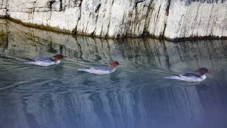 Creative Highlights World (240208) -- LANZHOU, Feb. 8, 2024 -- This undated photo shows Chinese mergansers in the Baishuijiang National Nature Reserve in northwest China s Gansu Province. TO GO WITH Endangered duck species spotted for first time in NW China nature reserve CHINA-GANSU-LANZHOU-ENDANGERED DUCK SPECIES (CN) MaxSha 