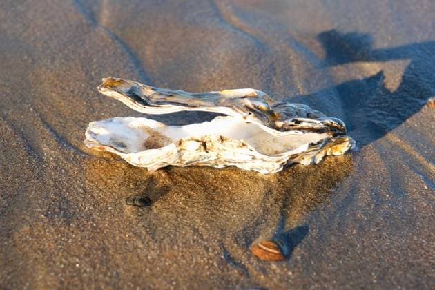  Muschel (Bivalvia) an der Nordsee, Sandstrand, Zandvoort, Niederlande, Europa *** Mussel Bivalvia to the North Sea, Sandy beach, Zandvoort, Netherlands, Europe Copyright: imageBROKER/Fotowerkstatt-ks ibxuca10151161.jpg