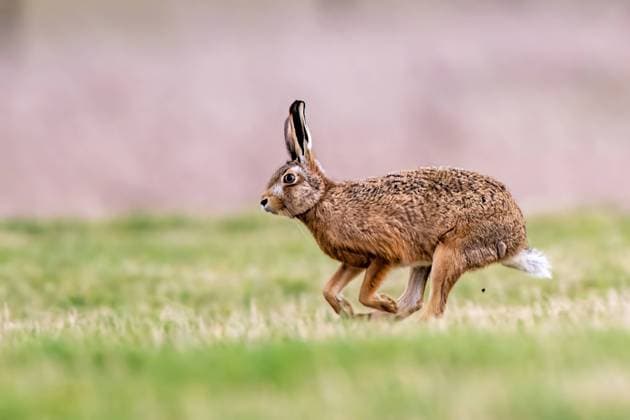 Mad as a¦February hare! Randy male hare battles with female in boxing match Story from Jam Press (Fighting Hares) Pictured: Hares seen fighting with each other during mating season. Mad as a¦February hare! Randy male hare battles with female in boxing match Randy male hares go to battle with females in a boxing match. They have to chase their potential partners. But the girl eventually stops and defends herself from the unwanted attention. The long-eared female creature went up on their hind legs and stuck up her paws like a boxer. The phrase Mad as a March Hare derives from how they excitedly behave in mating season. That usually happens in the third month of the year. Amateur Photographer Stephen Dean captured the moment i  Copyright: xJamxPress StephenxDeanxPhotography