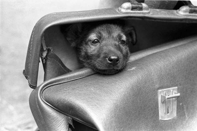 Moscow Animal Protection Society 8617806 01.06.1993 A pet owned by a member of the Moscow Animal Protection Society. Yuriy Tutov Moscow Russia  Copyright: xYuriyxTutovx