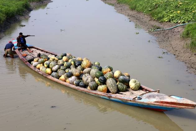 February 13, 2024, Munshiganj, Munshiganj, Bangladesh: Workers are taking giant sweet pumpkins produced in Arial Beel, Munshiganj from the field to the market for sale. The sweet pumpkins of Arial Beel are famous for their size. Each pumpkin weighs between 20 and 200 kg. Nowhere else in Bangladesh has it been possible to produce pumpkins of such a large size. Farmers sell pumpkins at Tk 25 ($.25) per kg. These sweet pumpkins are also exported abroad. Munshiganj Bangladesh - ZUMAk174 20240213_zip_k174_025 Copyright: xSyedxMahabubulxKaderx