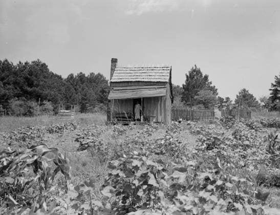Sharecropper s cabin near Jackson, Mississippi, 1937 (b w photo) 3738841 Sharecropper s cabin near Jackson, Mississippi, 1937 (b w photo) by Lange, Dorothea (1895-1965); Private Collection; (add.info.: Sharecropper s cabin, cotton and corn, near Jackson, Mississippi ). Copyright: xBridgemanxImagesx 3738841