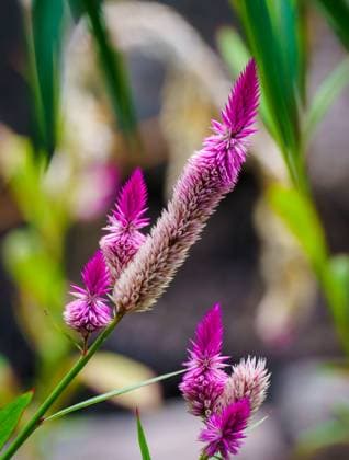 A close-up of striking purple Celosia flowers with a soft focus background that highlights their vivid color and unique texture in a garden setting in sao tome and principe Model Released AddventurePhoto_ID19103_568016_012 Copyright: xAddventurexPhotox RECORD DATE NOT STATED