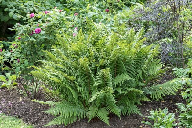 Echter Wurmfarn (Dryopteris filix-mas) McPKST McP_HRM_2024_000867 *** Real Wurmfarn Dryopteris Filix MAS McPKST McP HRM 2024 000867 McPKST
