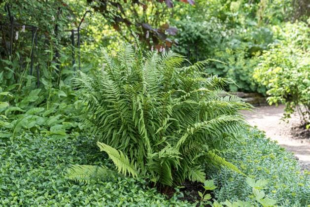 Echter Wurmfarn (Dryopteris filix-mas) McPKST McP_HRM_2024_000868 *** Real Wurmfarn Dryopteris Filix MAS McPKST McP HRM 2024 000868 McPKST