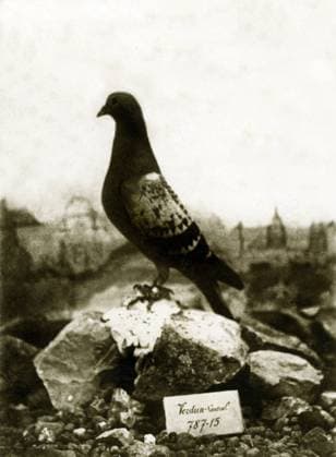 Animals during the First World War 1914-1918: The famous Vaillant Vaillant pigeon (number 787.15), last pigeon at Fort de Vaux (b w photo) PCT4295139 Animals during the First World War 1914-1918: The famous Vaillant Vaillant pigeon (number 787.15), last pigeon at Fort de Vaux (b w photo) by French Photographer, (20th century); (add.info.: The famous Vaillant pigeon (number 787.15), the last pigeon of Fort de Vaux, released on June 4, 1916 to bring to Verdun a final message from Commander Raynal. He had the privilege of being quoted to the order of the Nation for carrying through poisonous gas smokes and enemy fire the following message (Colombogram): We still hold, but we are under attack by very dangerous gases and smokes. There s an u Copyright: x xPatricexCartier.xAllxrightsxreservedx2023x xBridgemanxImagesx 4295139
