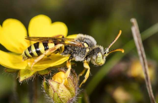 Geguertete Wespenbiene (Nomada succincta), sitzt auf einer gelben Bluete, Deutschland yellow-legged nomad-bee (Nomada succincta), sits on a yellow flower, Germany BLWS703971 *** Guaranteed Wespenbiene Nomada succincta , sits at a yellow Blue, Germany Yellow Legged Nomad Bee Nomada succincta , sits ON a Yellow flower, Germany BLWS703971 Copyright: xblickwinkel W.xWillnerx