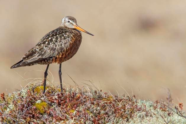 Hudsonian Godwit (Limosa haemastica) on the tundra near Churchill, Manitoba, Canada.  Copyright: x xAllxCanadaxPhotosx 1990-12335897