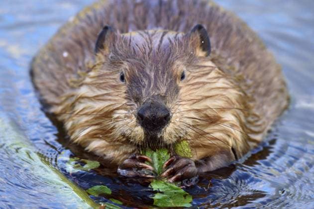 A close up front view of a large beaver Castor canadenis, in the water of his beaver pond, chewing on some green aspen leaves  Copyright: x xAllxCanadaxPhotosx 1990-12358932