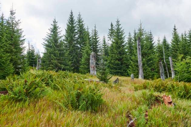 Vegetation mit Fichte (Picea abies), gefärbter Heidelbeere (Vaccinium myrtillus) und männlichem Farn (Dryopteris filix mas) auf dem Lusen im Spätsommer, Bayerischer Wald, Bayern, Deutschland, Europa *** Vegetation with Spruce Picea Abies , colored Blueberry vaccinium myrtillus and male Fern Dryopteris Filix MAS at the Lusen at Late summer, Bavarian Forest, Bavaria, Germany, Europe Copyright: imageBROKER Davidx&xMichaxSheldon ibxshe10222577.jpg