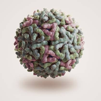 Structure of Sindbis Virus (PDB 1LD4). SINV is a member of the Togaviridae family, in the alphavirus subfamily. In humans the virus is transmitted from mosquito bites and causes sindbis fever.  Copyright: xx 4378-3929