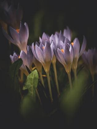 Krokusse *** Crocuses 1047100133