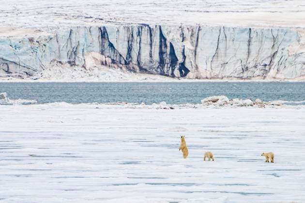 Mother and cubs walking across pack ice, Bear Sound, Spitsbergen, Svalbard, Norway Svalbard Norway  Copyright: x xRalphxLeexHopkinsx 6030-18114598