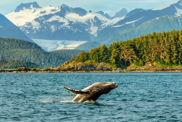 A baby humpback whale breaches in front of the Eagle Glacier in Alaska Juneau Alaska USA  Copyright: xMarkxKelleyx 6053-18447512