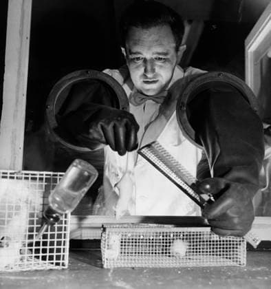 Researcher conducting experiments on a mouse  Copyright: xx 990-2492 ,model released, Symbolfoto