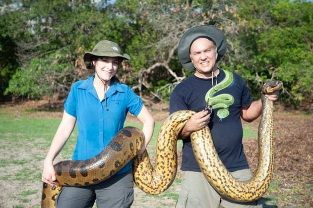 VIDEO: World s largest snake discovered in Amazon Rainforest and is 26ft long and weighs 440lbs Story from Jam Press (Biggest Snake) Pictured: Professor Jesus Rivas and his wife. VIDEO: World s largest snake discovered in Amazon Rainforest and is 26ft long and weighs 440lbs The world™s largest snake has been discovered in the Amazon Rainforest and is 26ft long and weighs 440 lbs. The Northern Green Anaconda is as thick as a car tyre with a head the size of a human™s. It was found by TV wildlife presenter Professor Freek Vonk in remote Brazil. The colossal snake is bigger than the previous biggest known species - the reticulated python. They average 20ft 5ins long. Before now, only one species of Green Anaconda also called t  Copyright: xJamxPress StudioxFreek,xAmsterdam.