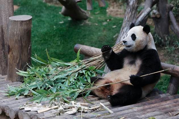 Entertainment Themen der Woche KW08 Entertainment Bilder des Tages (240220) -- SEOUL, Feb. 20, 2024 -- This photo taken on Feb. 20, 2024 shows giant panda Fu Bao at Everland theme park in Yongin, South Korea. Giant panda Fu Bao is scheduled to return to China in April. ) SOUTH KOREA-GIANT PANDA-FU BAO-RETURN PLAN YaoxQilin 