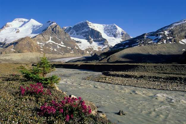 Mt Athabasca & Mt Andromeda above the Athabasca River in Jasper National Park Alberta Canada  Copyright: x AllCanadaPhotos.comx 1990-54155