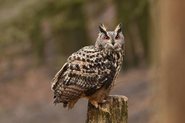 Wildpark Schwarze Berge I 04.02.2024 Uhu, Vogel, Uhu ist eine Vogelart aus der Gattung der Eulen, Eule, Bubo bubo, Jäger der Nacht, Rosengarten Wildpark Schwarze Berge im Süden Hamburgs Niedersachsen Deutschland *** Wildpark Schwarze Berge I 04 02 2024 Eagle owl, bird, Eagle owl is a bird species of the owl genus, owl, Bubo bubo, hunter of the night, rose garden Wildpark Schwarze Berge in the south of Hamburg Lower Saxony Germany Copyright: xLobeca FelixxSchlikisx
