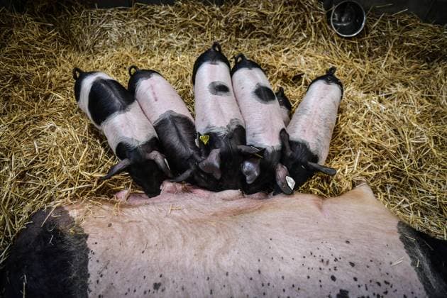 Installation Of International Agricultural Fair - Paris A pig feeds her babies during the preparations of the International Agricultural Fair in Paris on February 23, 2024. Photo by Firas Abdullah ABACAPRESS.COM Paris Ile-de-France France  Copyright: xAbdullahxFiras ABACAx