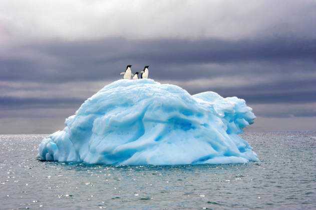 Adelie penguin(s) (Pygoscelis adeliae), Orne Islands, Antarctic Peninsula  Copyright: x xAllxCanadaxPhotosx 1990-11063706