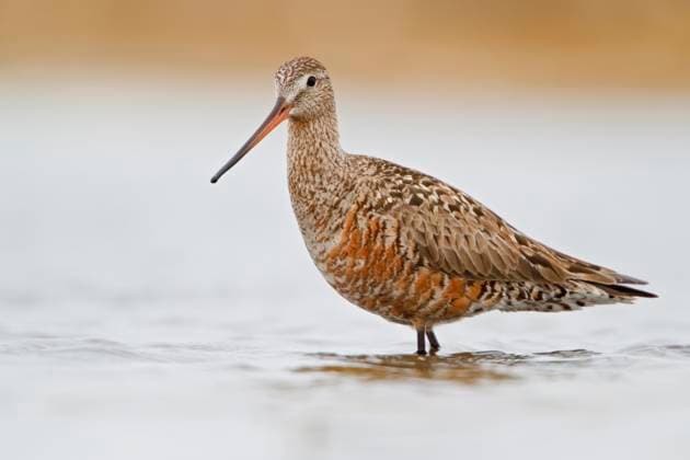 Hudsonian Godwit (Limosa haemastica)  Copyright: x AllxCanadaxPhotosx 1990-40581