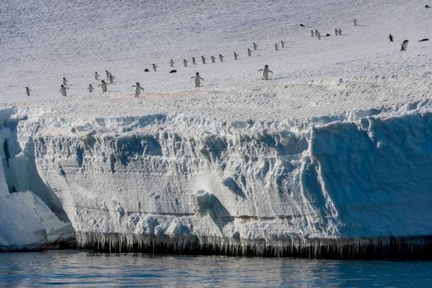 Adelie penguins (Pygoscelis adeliae) walking down from the colony to the shore to go to feed at sea at Hope Bay, Antarctic Peninsula  Copyright: xWolfgangxKaehlerx 4163-16139463