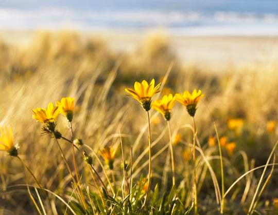 Yellow Gazania on Coast New Zealand  Copyright: xSouthernxStockxImagesx 6016-18111075