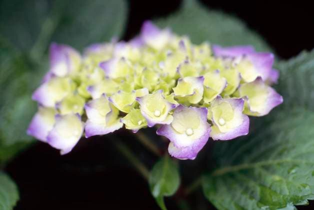 Hydrangea Tauranga Bay of Plenty New Zealand  Copyright: xSouthernxStockxImagesx 6016-18216093