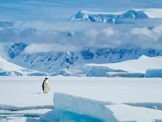 Emperor Penguin (Aptenodytes forsteri) on ice in Gerlache Strait, Antarctica Gerlache Strait Antarctica Antarctica  Copyright: x xRalphxLeexHopkinsx 6030-18770221