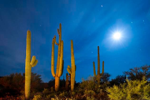 Kalendermotive: Kakteen Saguaro cacti at night with setting moon, Arizona. U.S.A.  Copyright: x xAllxCanadaxPhotosx 1990-58811