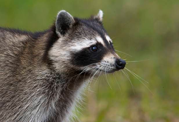 Raccoon (Procyon lotor) - Fort Desoto State Park, Florida  Copyright: x xAllxCanadaxPhotosx 1990-76117