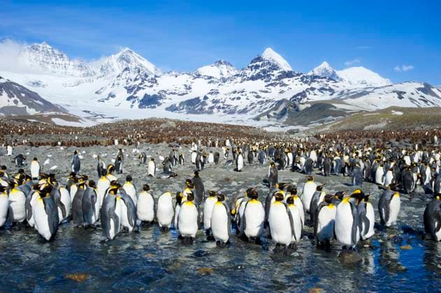 King penguins (Aptenodytes patagonicus) molting, Island of South Georgia, Antarctica  Copyright: x AllxCanadaxPhotosx 1990-77124