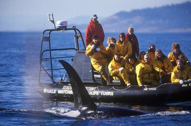 Whale watching in San Juans, British Columbia, Canada.  Copyright: x AllCanadaPhotos.comx 1990-27547
