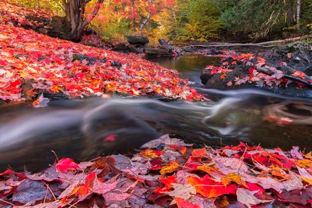 IMAGO Creative, Jahreszeit Herbst auf dem Land The Madawaska River flows through a carpet of red maple leaves along the Track and Tower trail in Algonquin Park.  Copyright: x xAllxCanadaxPhotosx 1990-11063878