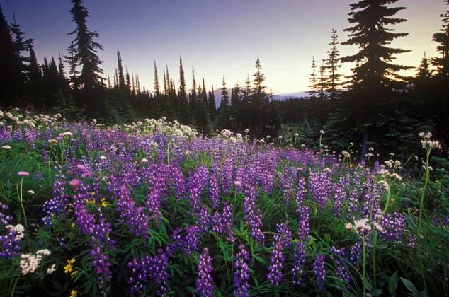 Alpine wildflowers (lupine valarian) Mount Revelstoke National Park, British Columbia, Canada.  Copyright: x AllCanadaPhotos.comx 1990-26813