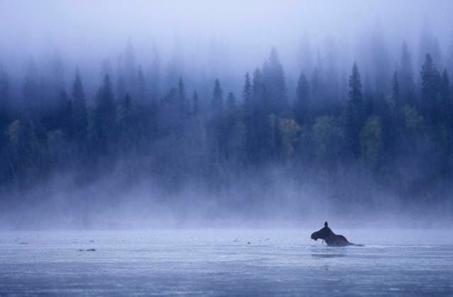 Moose swimming in Bowron Lake Provincial Park, British Columbia, Canada.  Copyright: x AllCanadaPhotos.comx 1990-28919