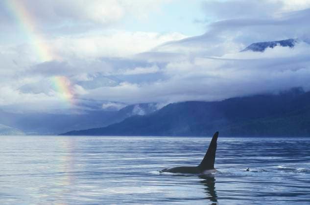 Killer whales and Rainbow, British Columbia, Canada.  Copyright: x AllCanadaPhotos.comx 1990-29048940