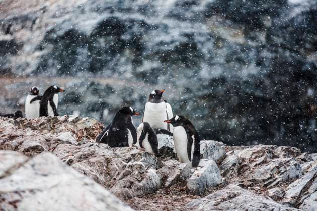 Snow falls on a breeding colony of Gentoo Penguins. Cuverville, Antarctica  Copyright: x xAllxCanadaxPhotosx 1990-13857979