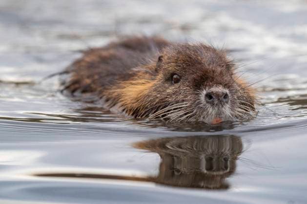 Sumpfbiber, Sumpf-Biber, Biberratte, Biber-Ratte, Nutria (Myocastor coypus), im Wasser, Deutschland, NRW coypu, nutria (Myocastor coypus), swimming, Germany, North Rhine-Westphalia BLWS704809 *** Swamp beaver, Swamp Beaver, Beaver rat, Beaver Rat, Nutria Myocastor coypus , at Water, Germany, NRW coypu, Nutria Myocastor coypus , swimming, Germany, North Rhine Westphalia BLWS704809 Copyright: xblickwinkel A.xvonxDuerenx