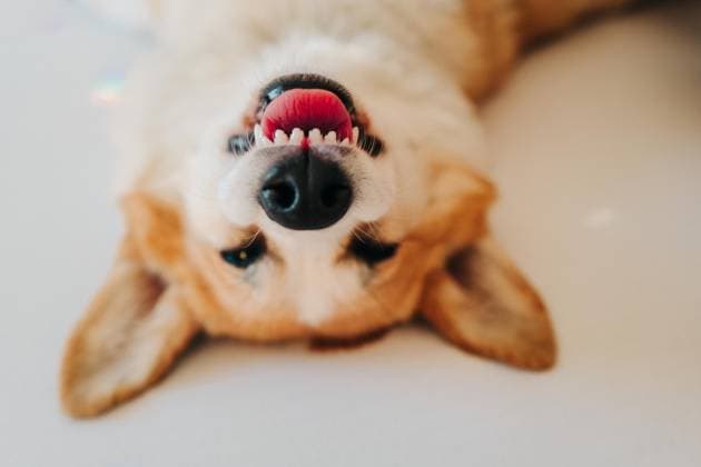 Close portrait of a corgi sleeping on its back on a bed in a room Hrubá Skála, Liberec Region, Czechia R_UJEL240227-1356225-01