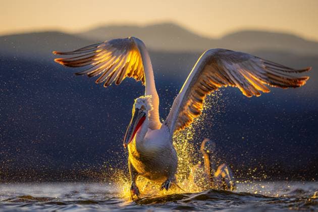 Creative Highlights World A stunning image capturing a pelican gracefully landing on the water s surface during the golden hour of sunset Model Released EgoitzIcaza_ID19764_586343_012 Copyright: xEgoitzxIcazax
