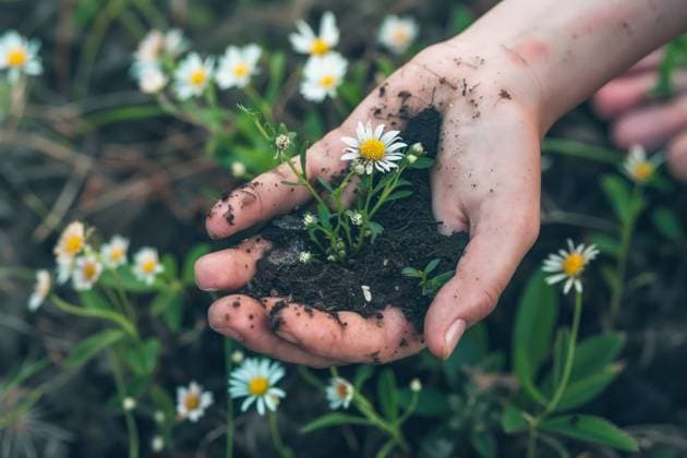 A close-up of a hand cradling a clump of earth with blooming daisies, representing nurturing and growth in nature Generative AI image Model Released OscarDeDios_ID20028_592826_003 Copyright: xOscarxDexDiosx RECORD DATE NOT STATED