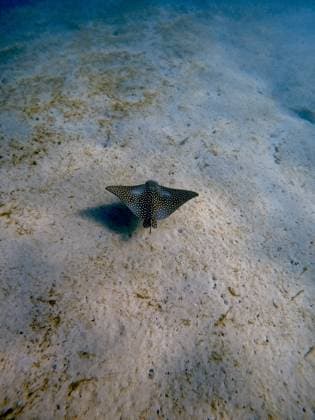 Creative Highlights World A spotted eagle ray swimming over sand in the south Florida ocean Palm Beach, Florida, United States R_XDWC240228-1360336-01
