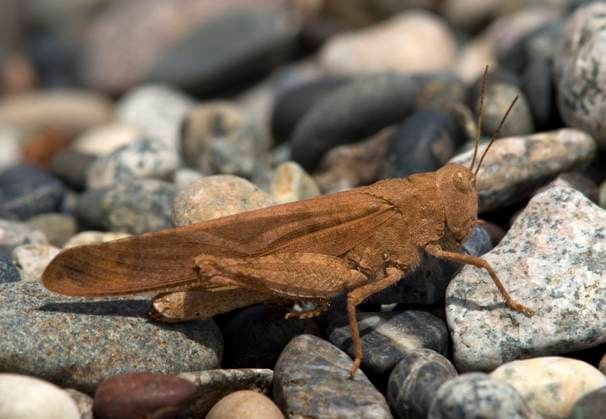 Grasshopper, Canada  Copyright: x AllCanadaPhotos.comx 1990-5353