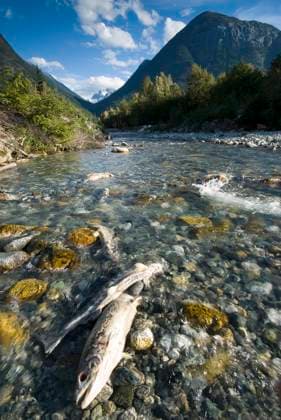 Dying salmon after spawning on a river near Bella Coola Coast Mountains behind, British Columbia, Canada.  Copyright: x AllCanadaPhotos.comx 1990-6273