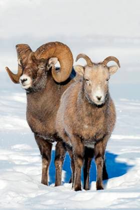 Bighorn sheep ram & ewe (Ovis canadensis) courting, with frost-covered muzzles at -28C, Jasper National Park, Alberta, Canada  Copyright: x AllxCanadaxPhotosx 1990-77047