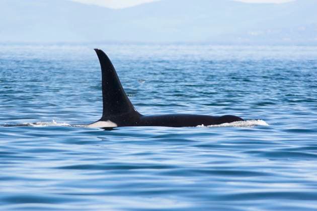 An Orca (Orcinus orca) surfacing for air just outside of Victoria, British Columbia, Canada.  Copyright: x AllCanadaPhotos.comx 1990-7896