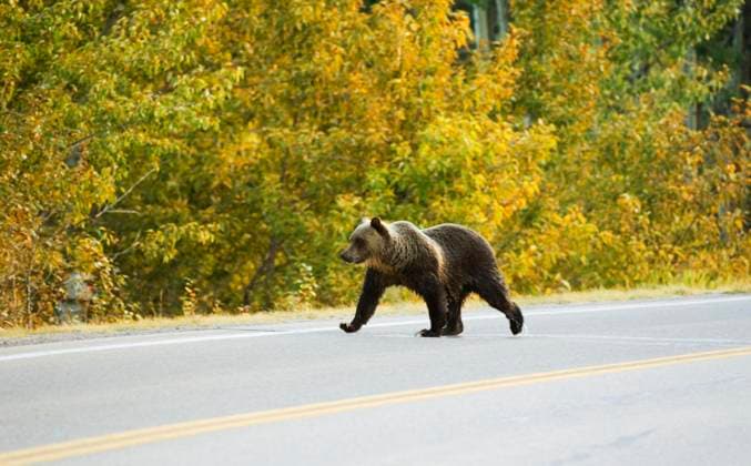 Grizzly Bear (Ursus arctos horribilis) juvenile crossing highway near entrance to park. Probably three years old this young bear is now on its own since the breeding season in June when its mother came into to estrous and mated again. Waterton Lakes Natio  Copyright: x AllCanadaPhotos.comx 1990-8011